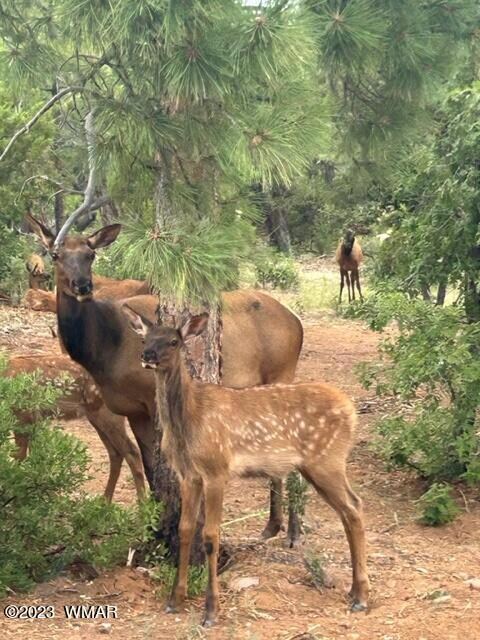 SC Visitors