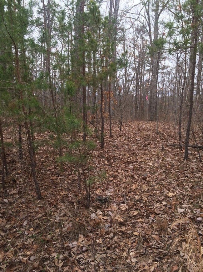 Bobcat Trail 03