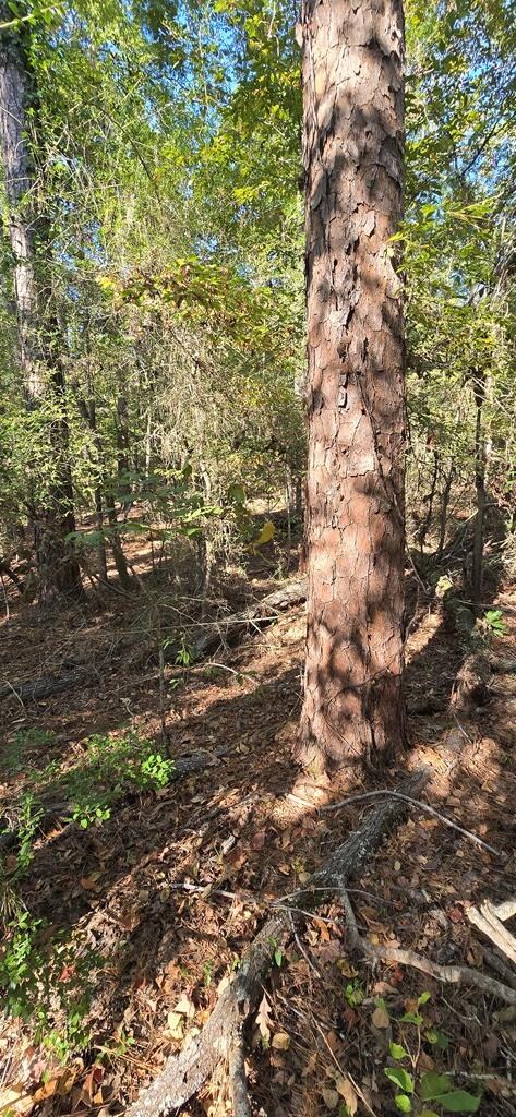 PIDN 13737 Lake Circle Dr, Broaddus, TX 75929 - photo 2