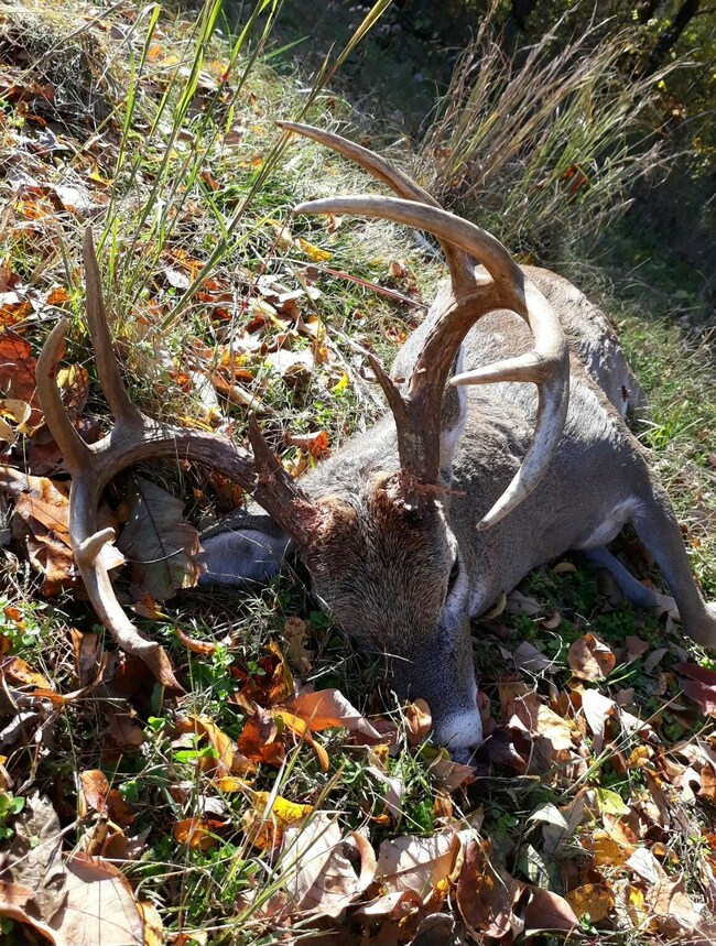 buck on side Moni