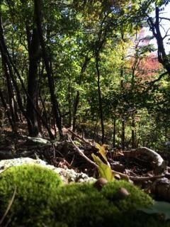 0 Brannon Mountain Rd unit 1037113, Elkins, AR 72727 - photo 2