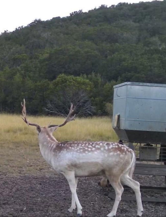239 Private Road 2705, Uvalde, TX 78801 - photo 2