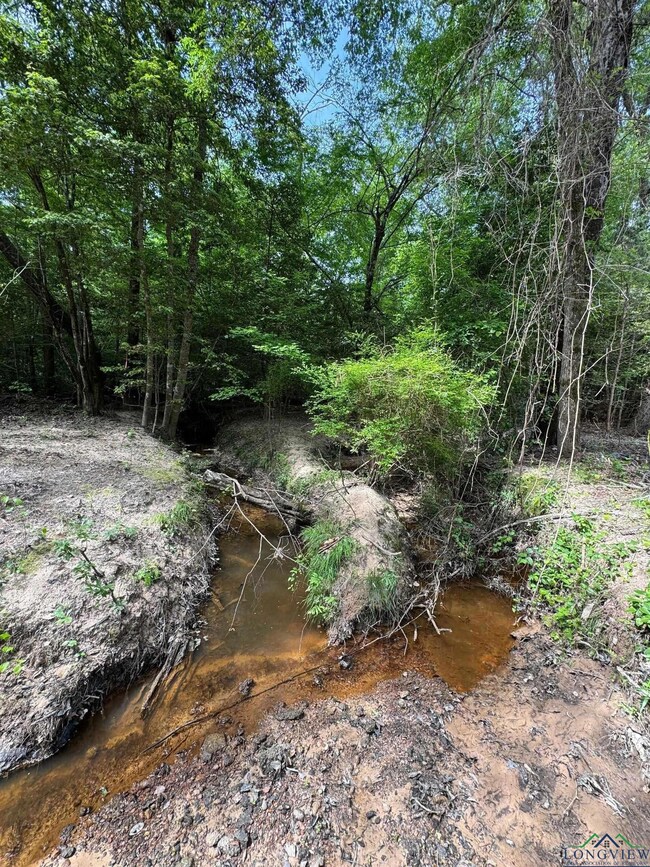 View of local wilderness
