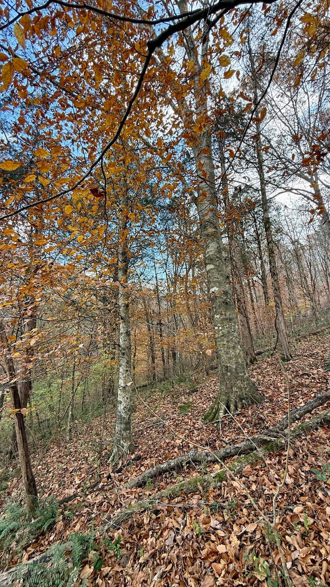 020 Sinking Cove Rd, Sherwood, TN 37376 - photo 2