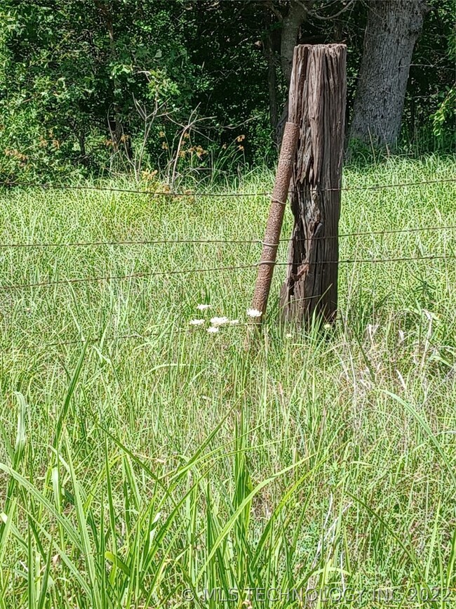 This i the property line ...Marked with red paint.