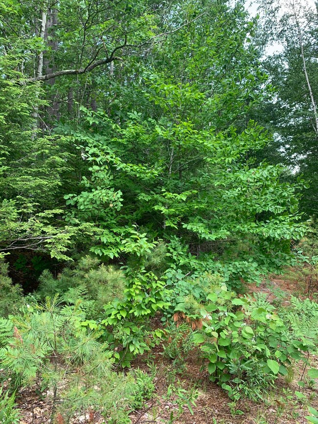 Lot 26 Mockingbird Ln, Bridgton, ME 04009 - photo 4