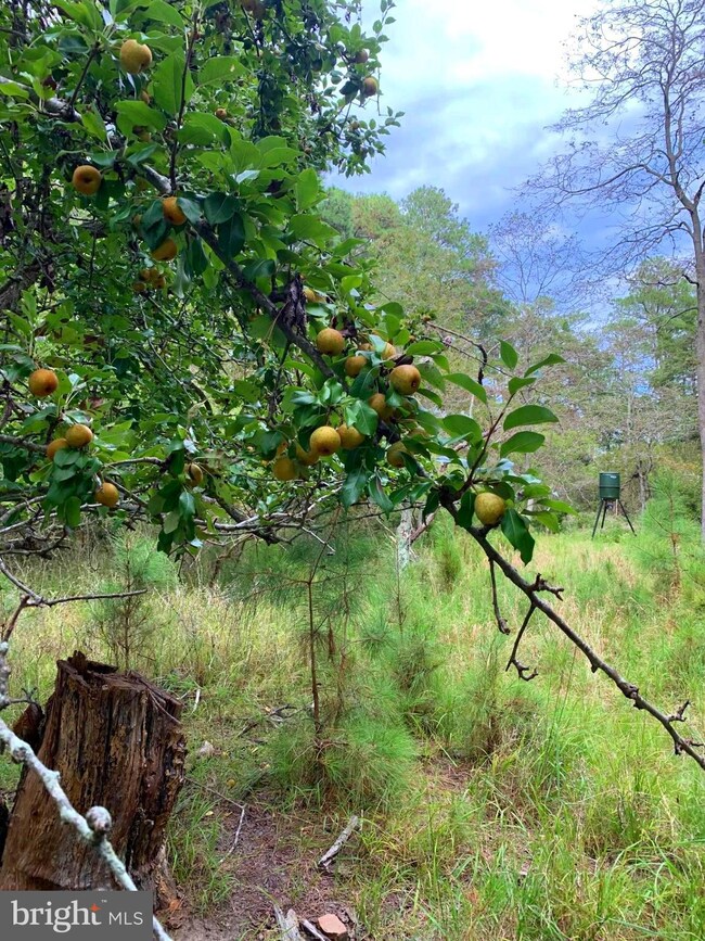Parcel 0120 Bishops Head Rd, Toddville, MD 21672 - photo 2