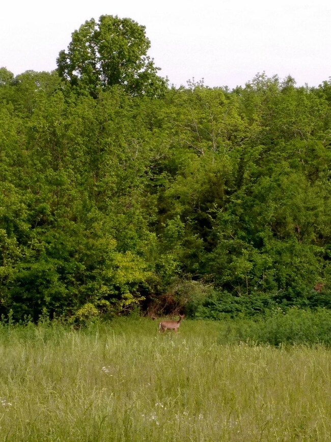 5062 Fords Mill Rd, Versailles, KY 40383 - photo 2