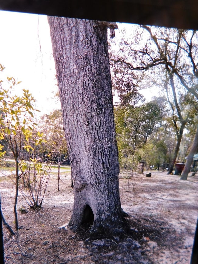 00 Joy Bluff Rd, Reidsville, GA 30453 - photo 2