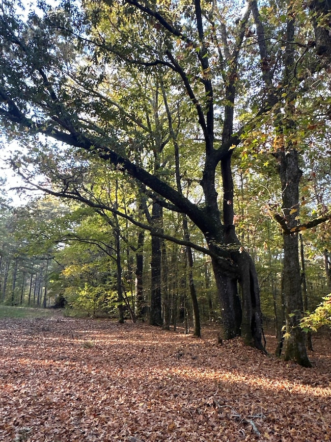 0 Dennis Creek Rd unit 22338064, Talbotton, GA 31827 - photo 4