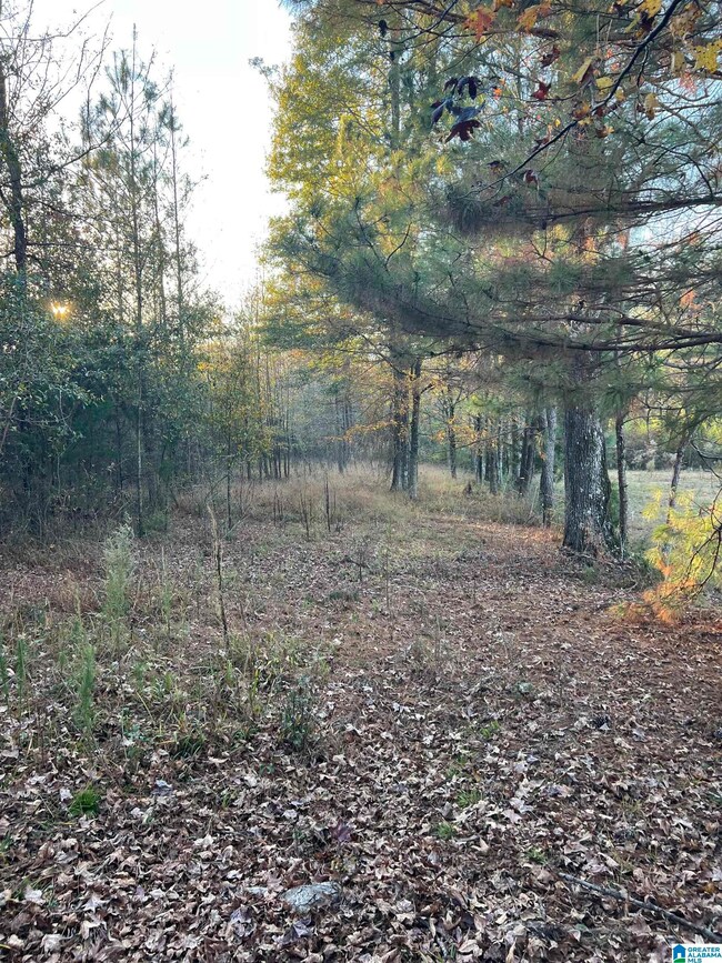 11 Acres Risers Mill Rd, Alpine, AL 35014 - photo 6