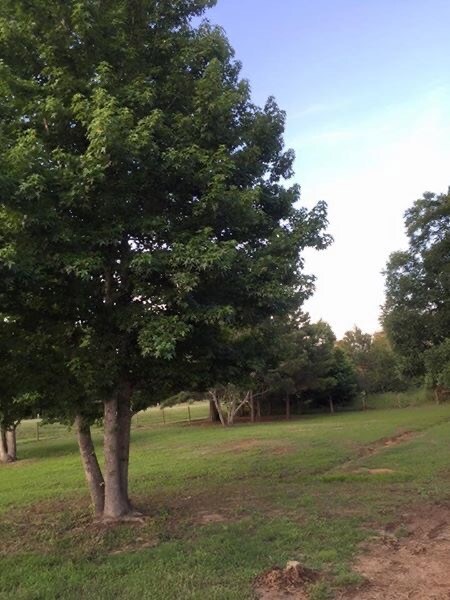 374 Middle River Rd, Americus, GA 31709 - photo 5