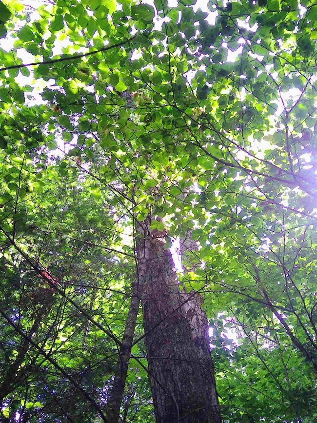 7 Jude Blvd, Ossipee, NH 03864 - photo 6