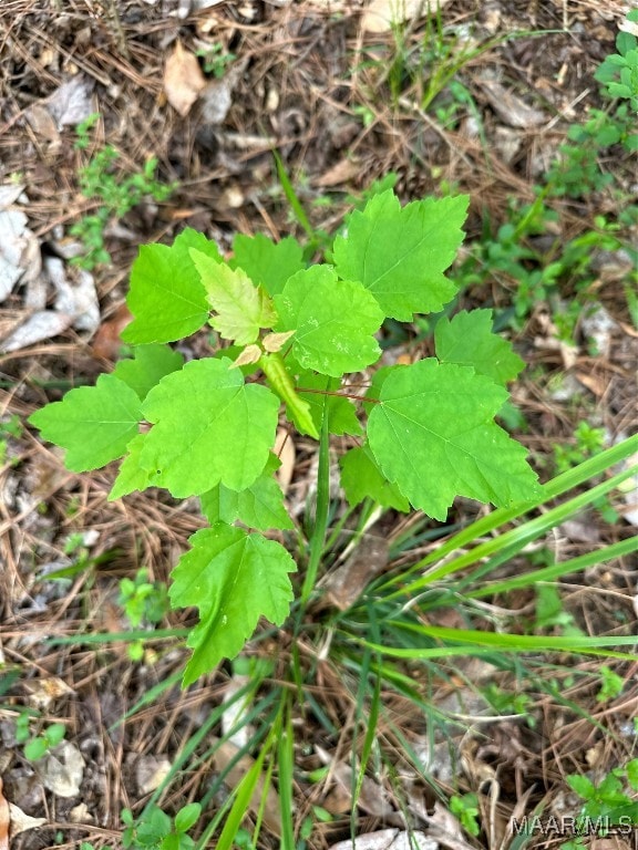 0 White Oak Dr unit 580881, Eufaula, AL 36027 - photo 7