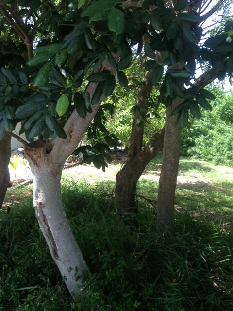 Shaded lot