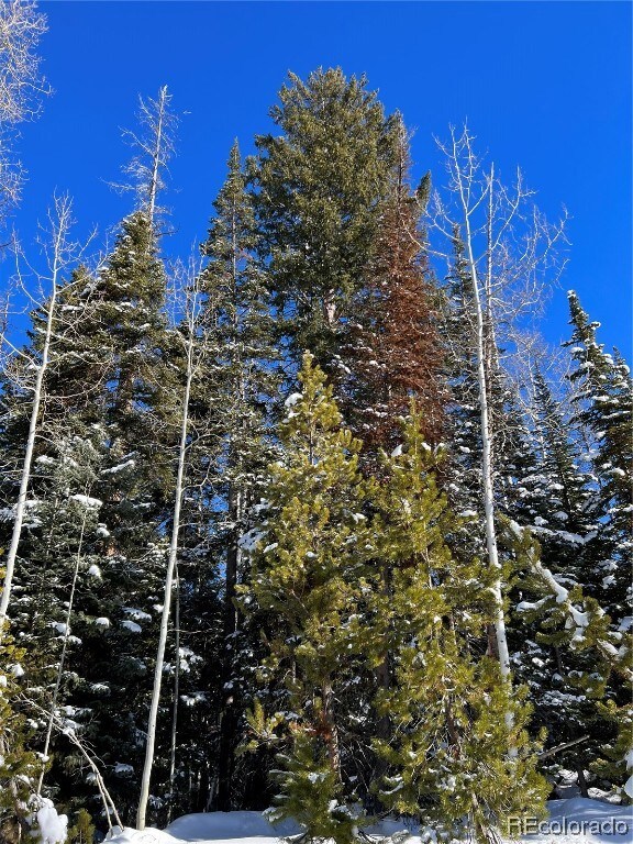 Soaring aspens and pines