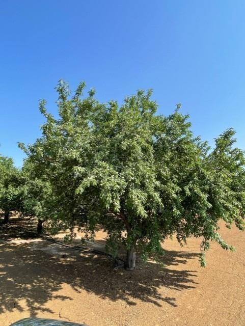 100-ac Draper Rd, Newman, CA 95360 - photo 6