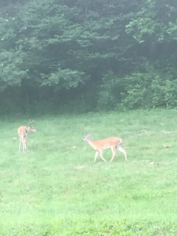 Natural wildlife