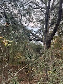 EBH A4-1A Wendell Ln unit EBH A4-1A, Wagener, SC 29164 - photo 3