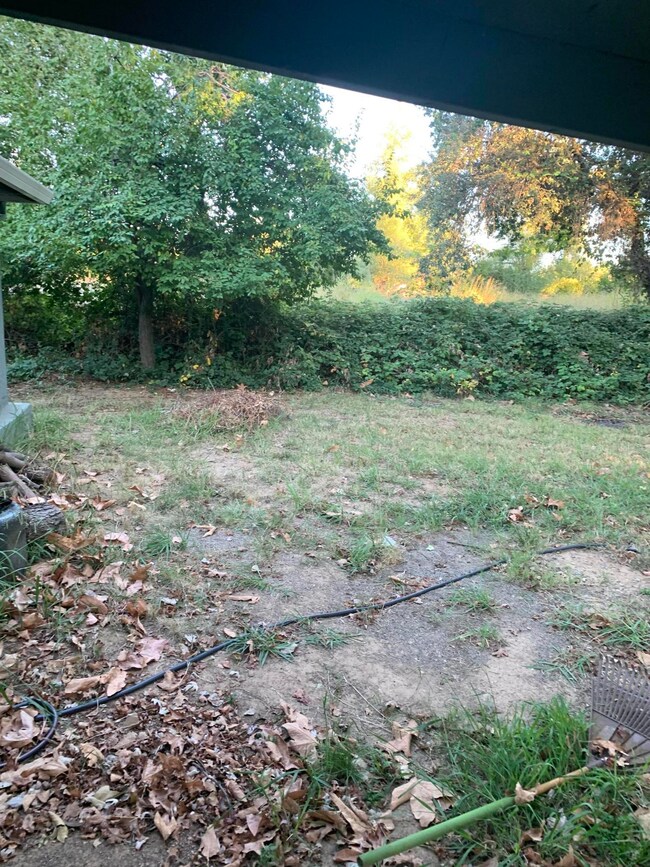 backyard1