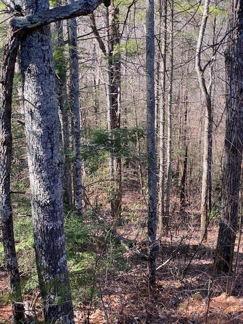 Wooded building site