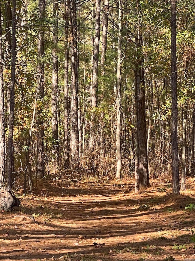 10957 Arkansas 160, Doddridge, AR 71834 - photo 2