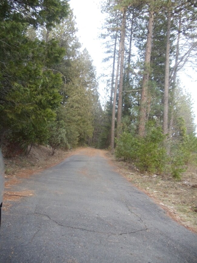 Asphalted driveway
