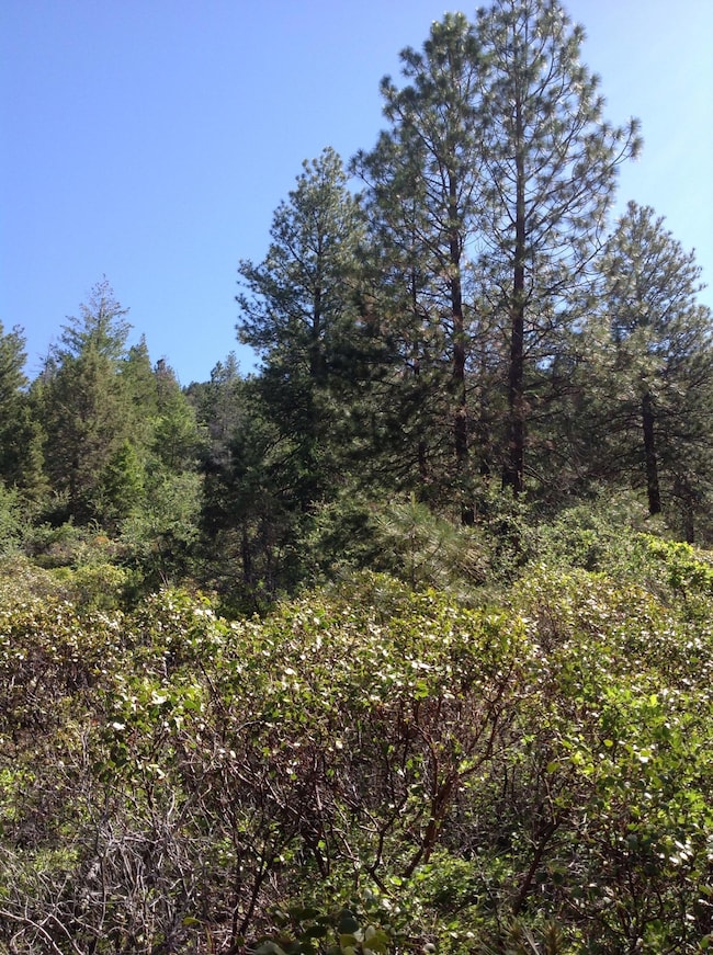 North Parcel, looking north