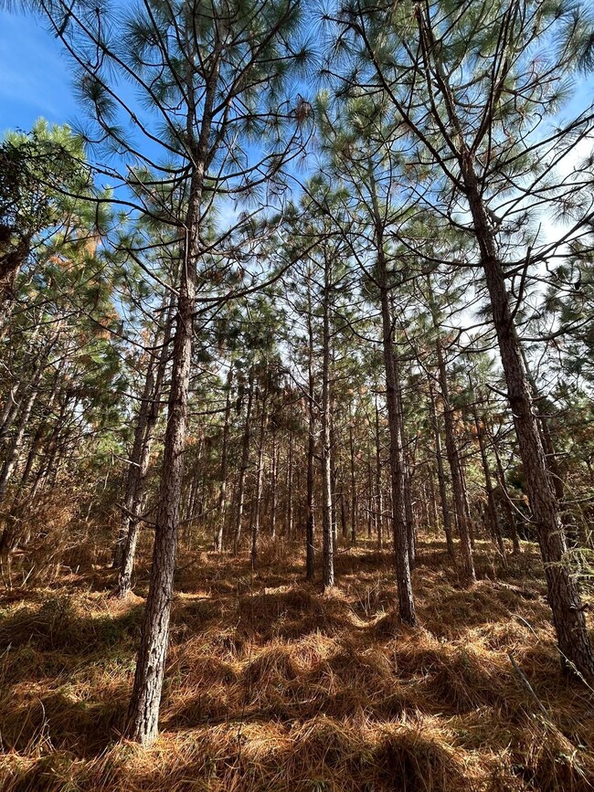 Shady Grove Rd, Luverne, AL 36049 - photo 6