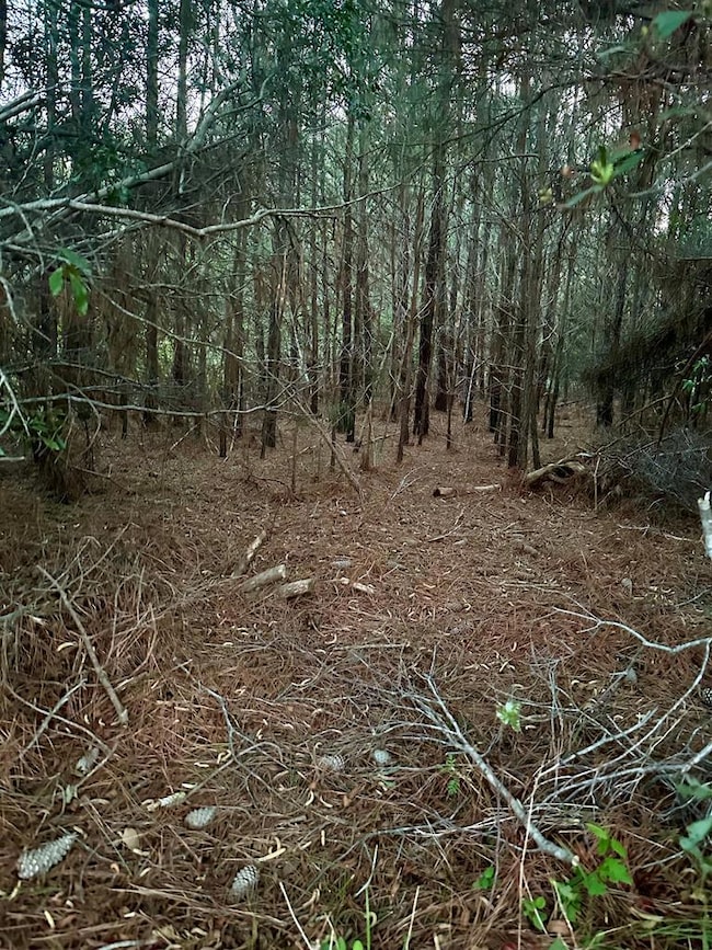 Small Pines located throughout property