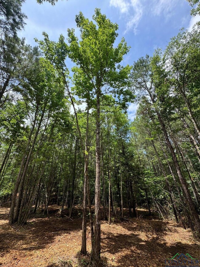View of local wilderness