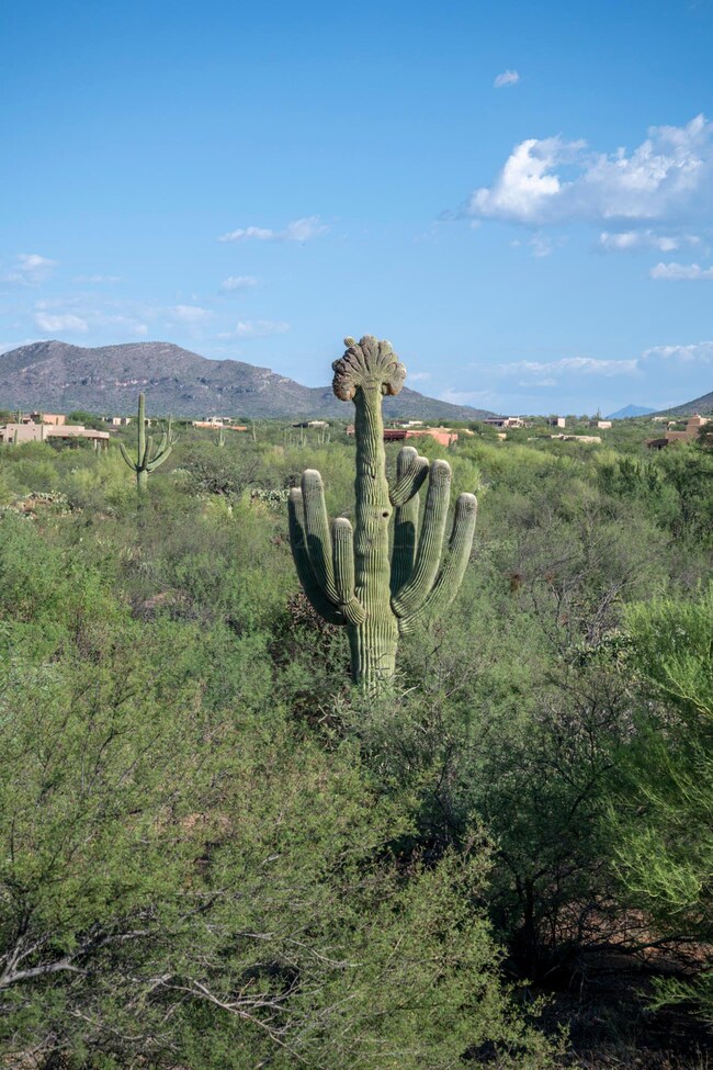 8143 S Circle Ranch S unit 329, Coyote Creek, AZ 85641 - photo 6