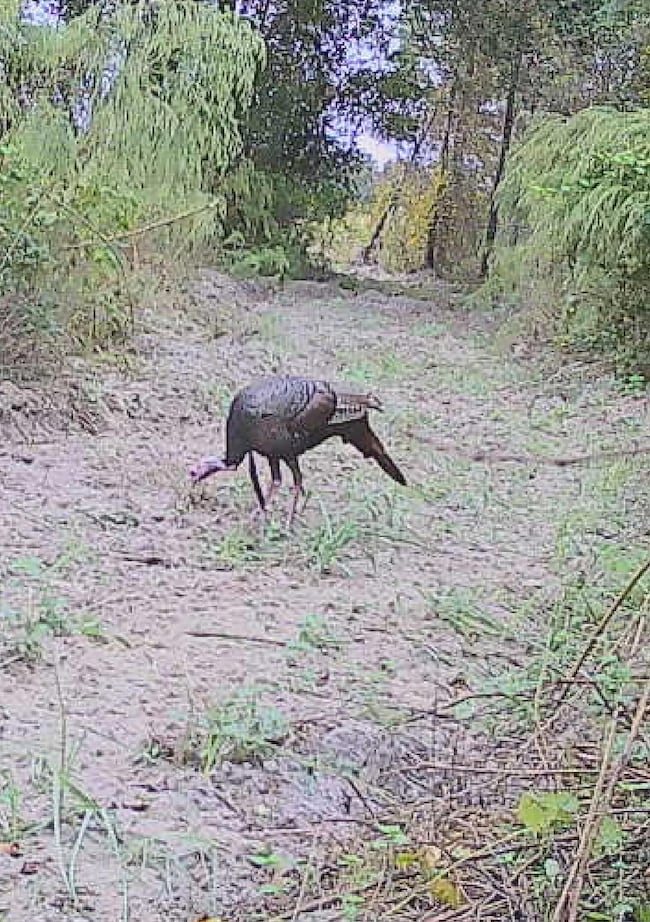 0 Jamestown Rd unit 25323571, Waycross, GA 31503 - photo 4