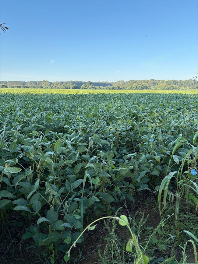 Brassfield Rd, Ecru, MS 38841 - photo 3