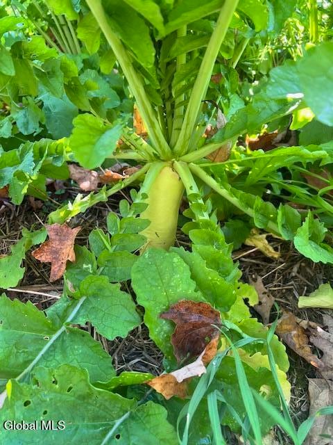 168 George Peasley Rd, Pharsalia, NY 13844 - photo 4