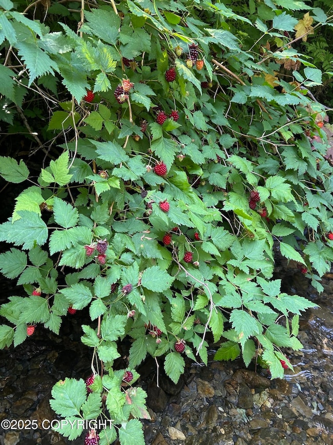 L2 & 2A Rocky St, Seldovia, AK 99663 - photo 6