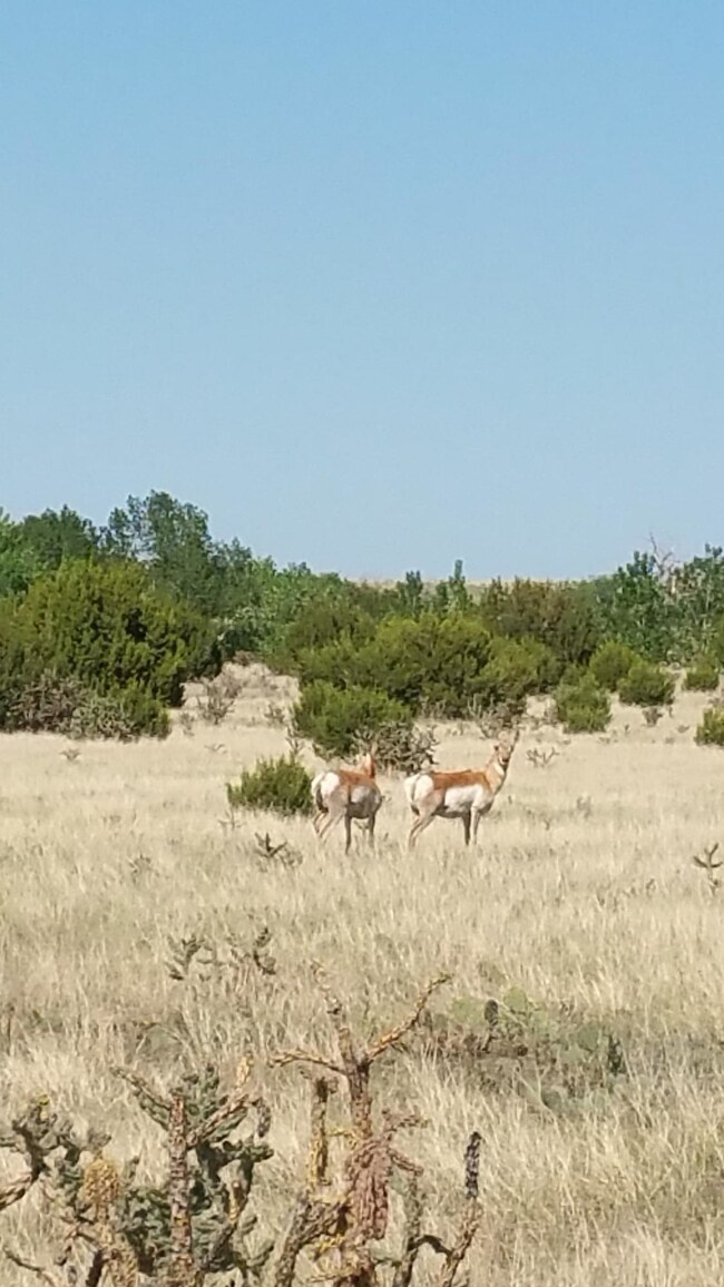 Pronghorns on land