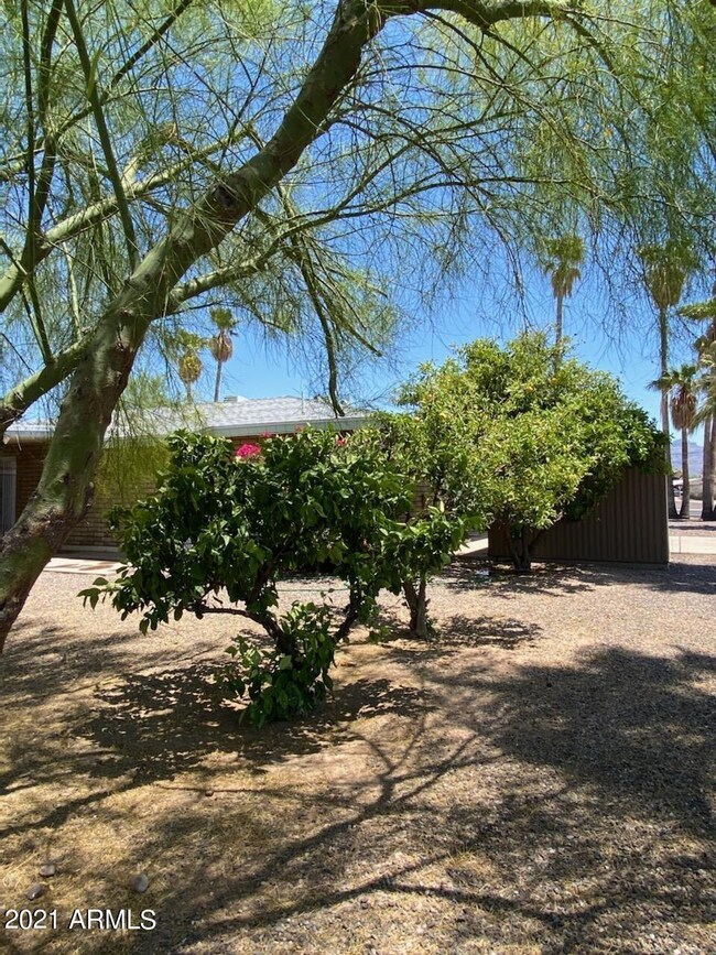 Citrus Trees
