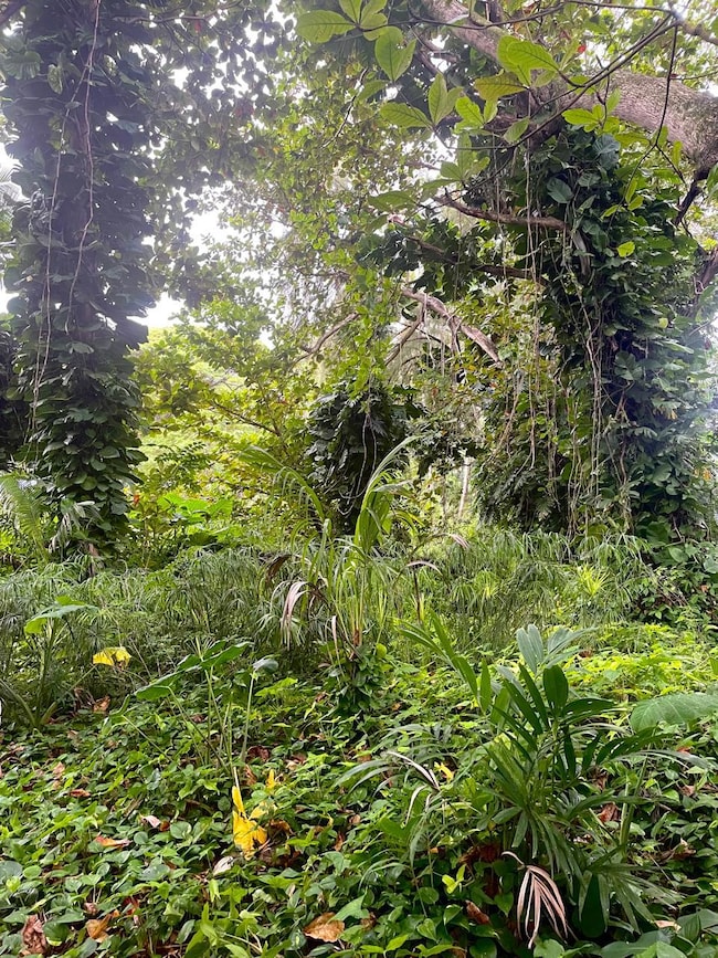 5-7235 Kuhio Hwy, Hanalei, HI - photo 3