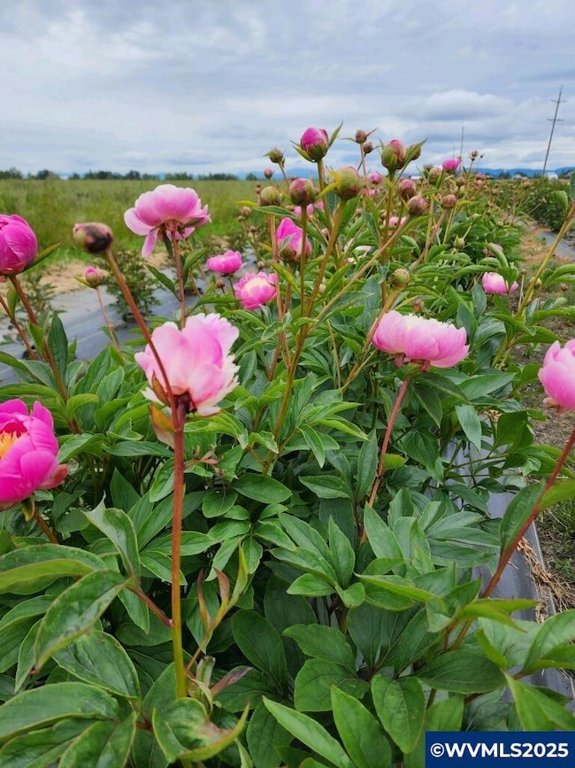 35730 U S 20, Albany, OR 97322 - photo 2