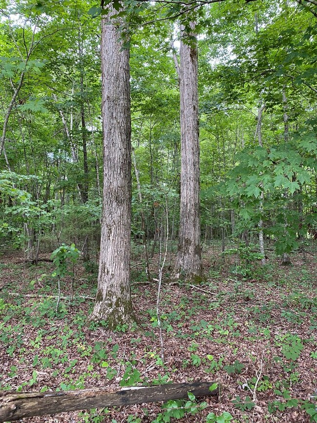 Lot 2 Ramsey Ln, Cookeville, TN 38501 - photo 7