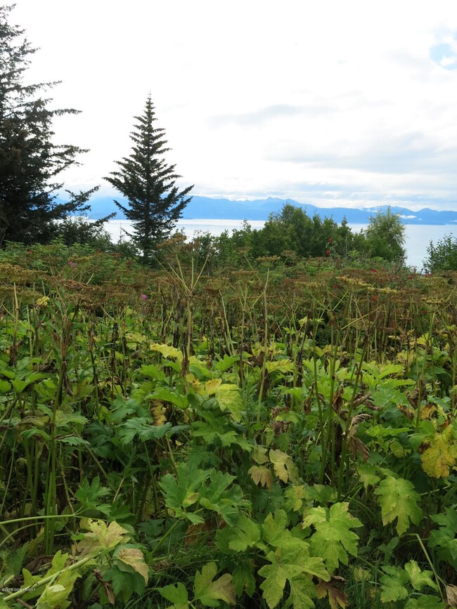 Almost an acre - lots of room to build!