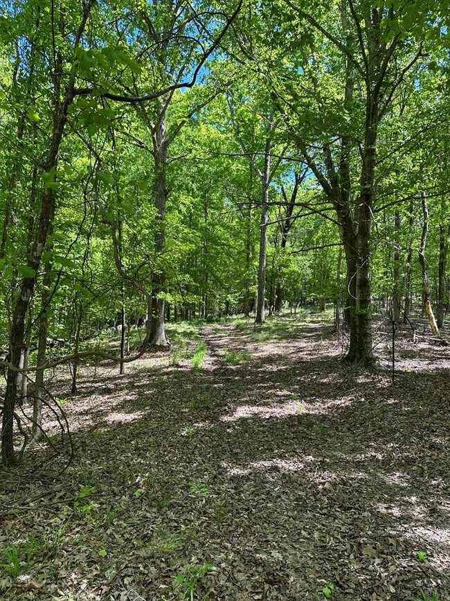 38 Cr 415, Oxford, MS 38655 - photo 6