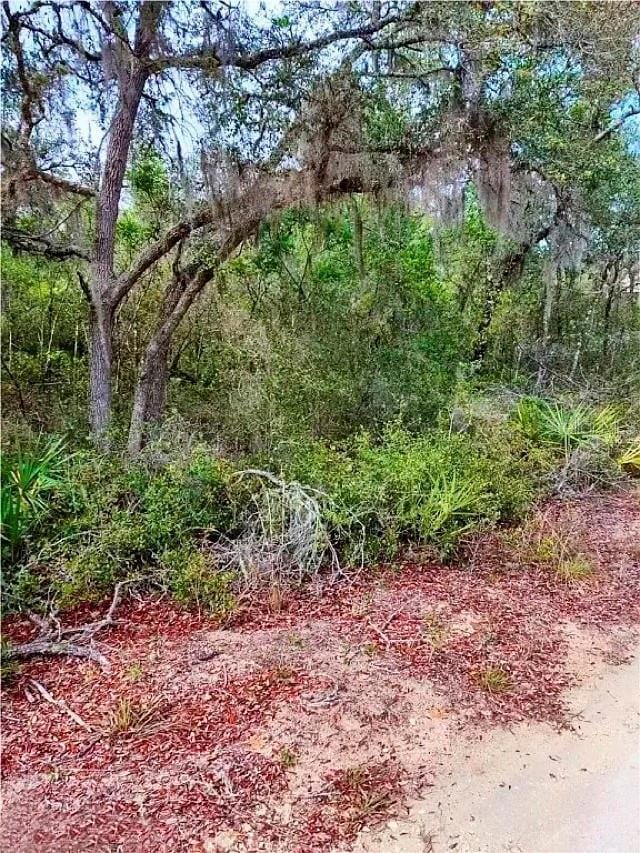 TBD NE 239th Place, Fort Mc Coy, FL 32134 - photo 5