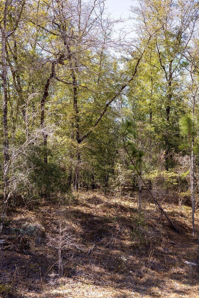 0 Holly Springs Ave unit 25490057, Alford, FL 32420 - photo 6