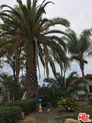 Palms