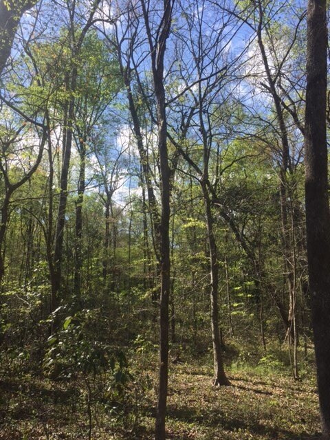 xxx Treche Dr, Crawfordville, FL 32327 - photo 4