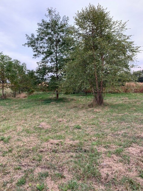 11666 Backbone Rd, Wyanet, IL 61379 - photo 6