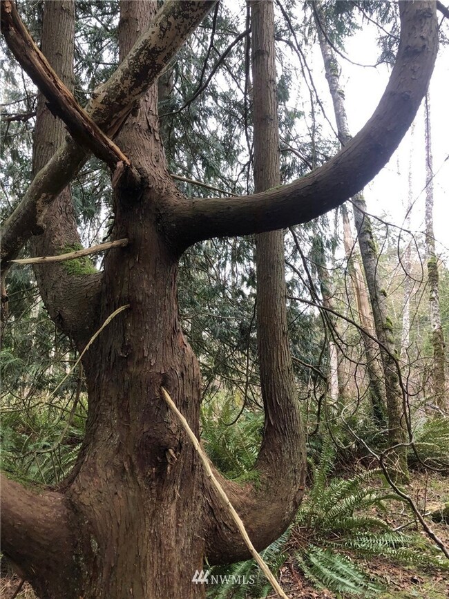 0 Lot 17 Rex St, Point Roberts, WA 98281 - photo 6