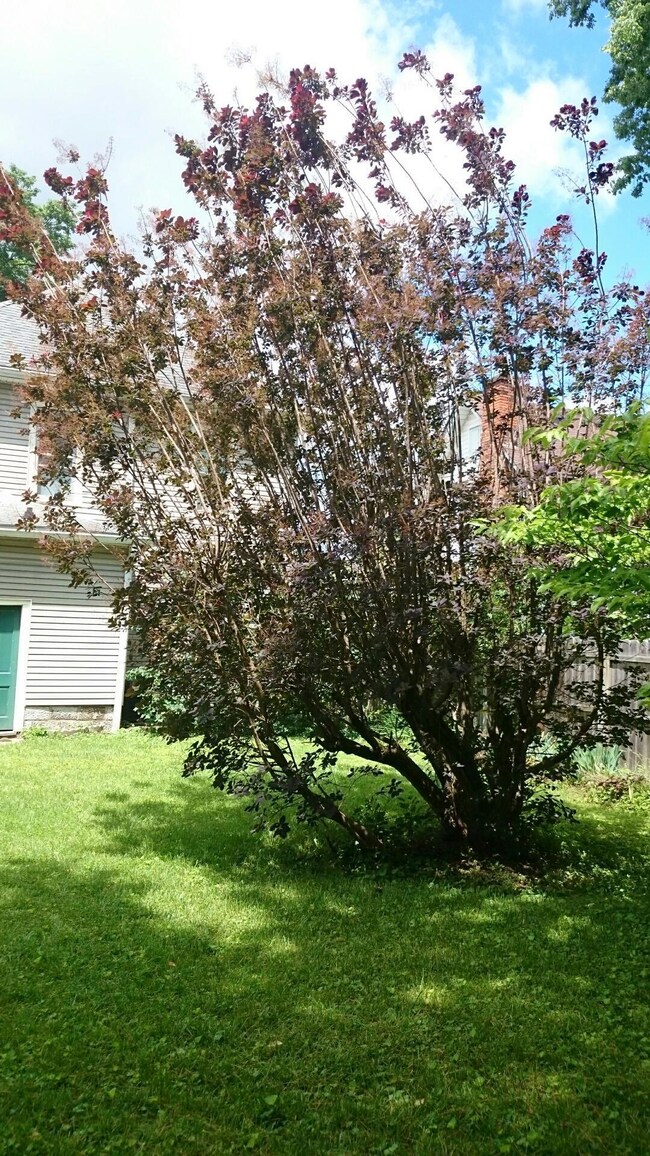 Back Yard 5